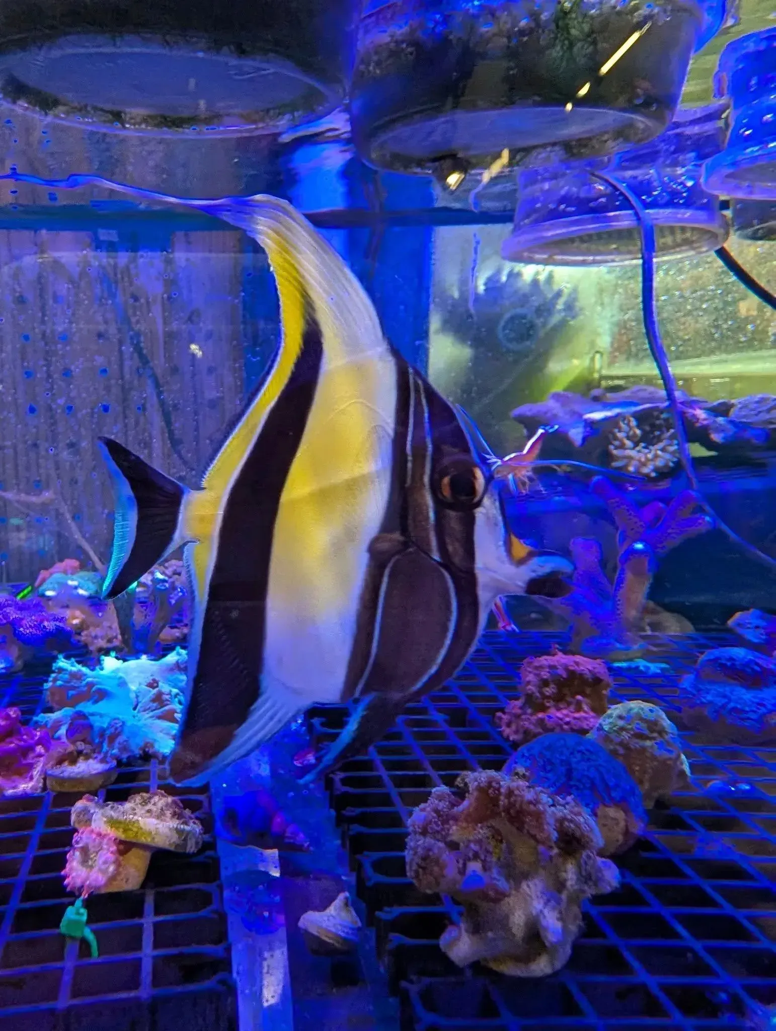 Moorish idol fish in a brightly lit aquarium with coral and blue light.