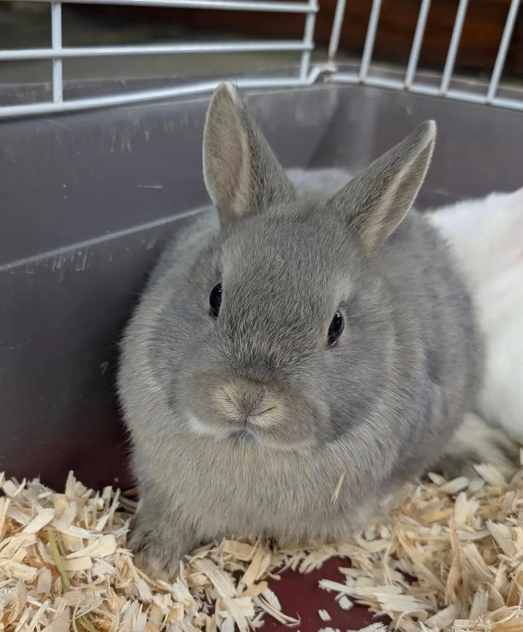 Gray bunny with upright ears sits in a cage with wood shavings.