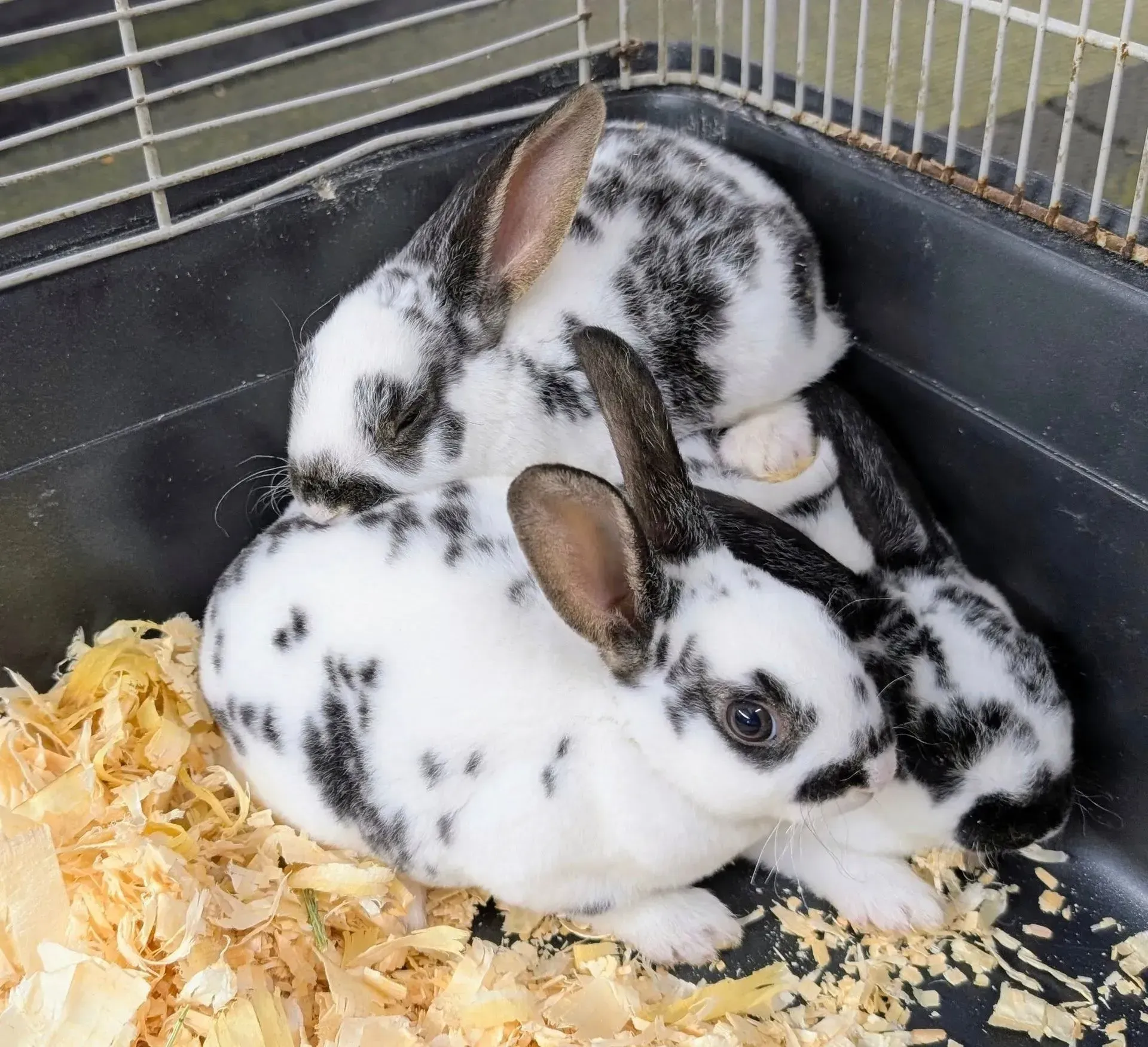 Three black and white spotted rabbits huddled together inside a cage with wood shavings.