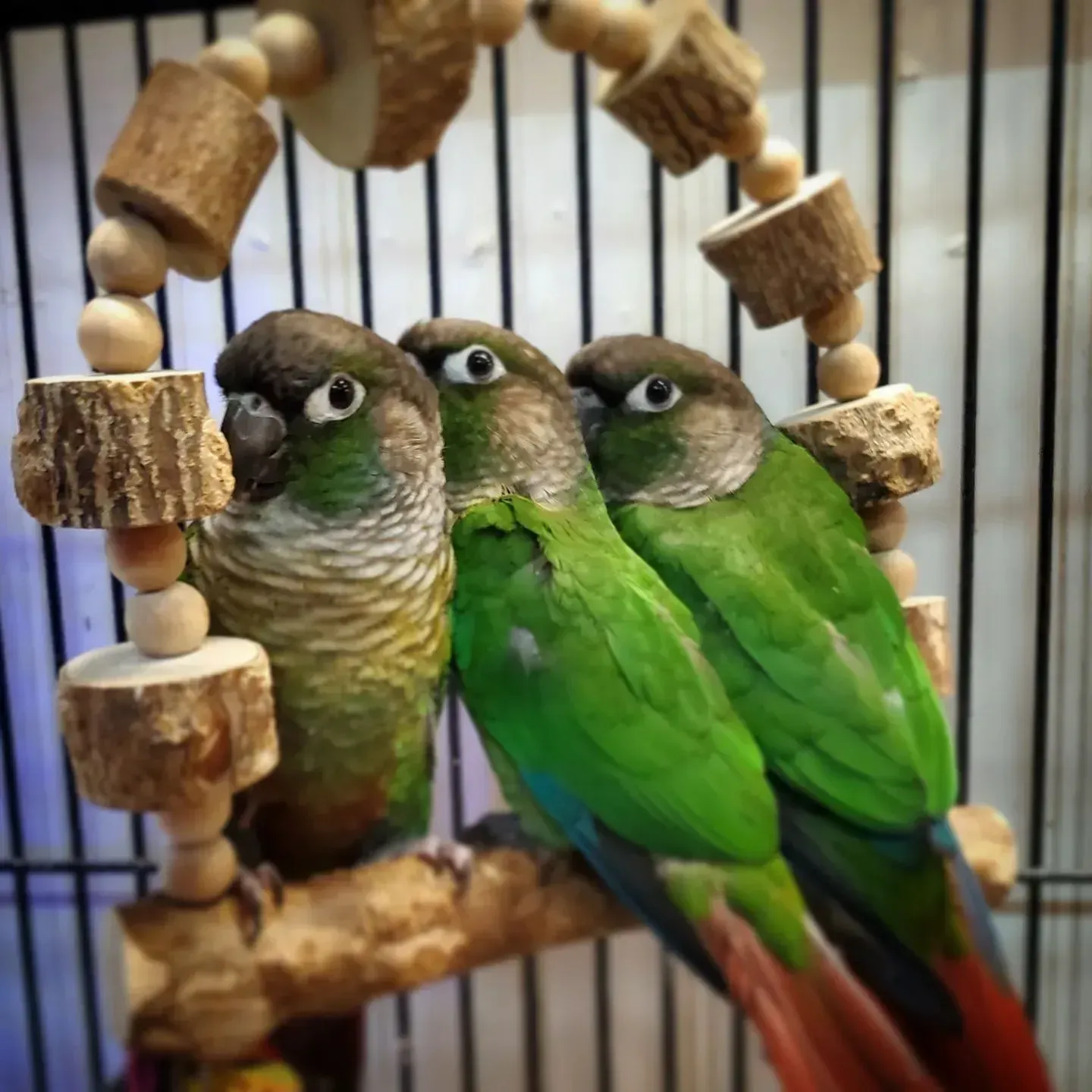 Three green cheek conures perched on a wooden bird toy in a cage.