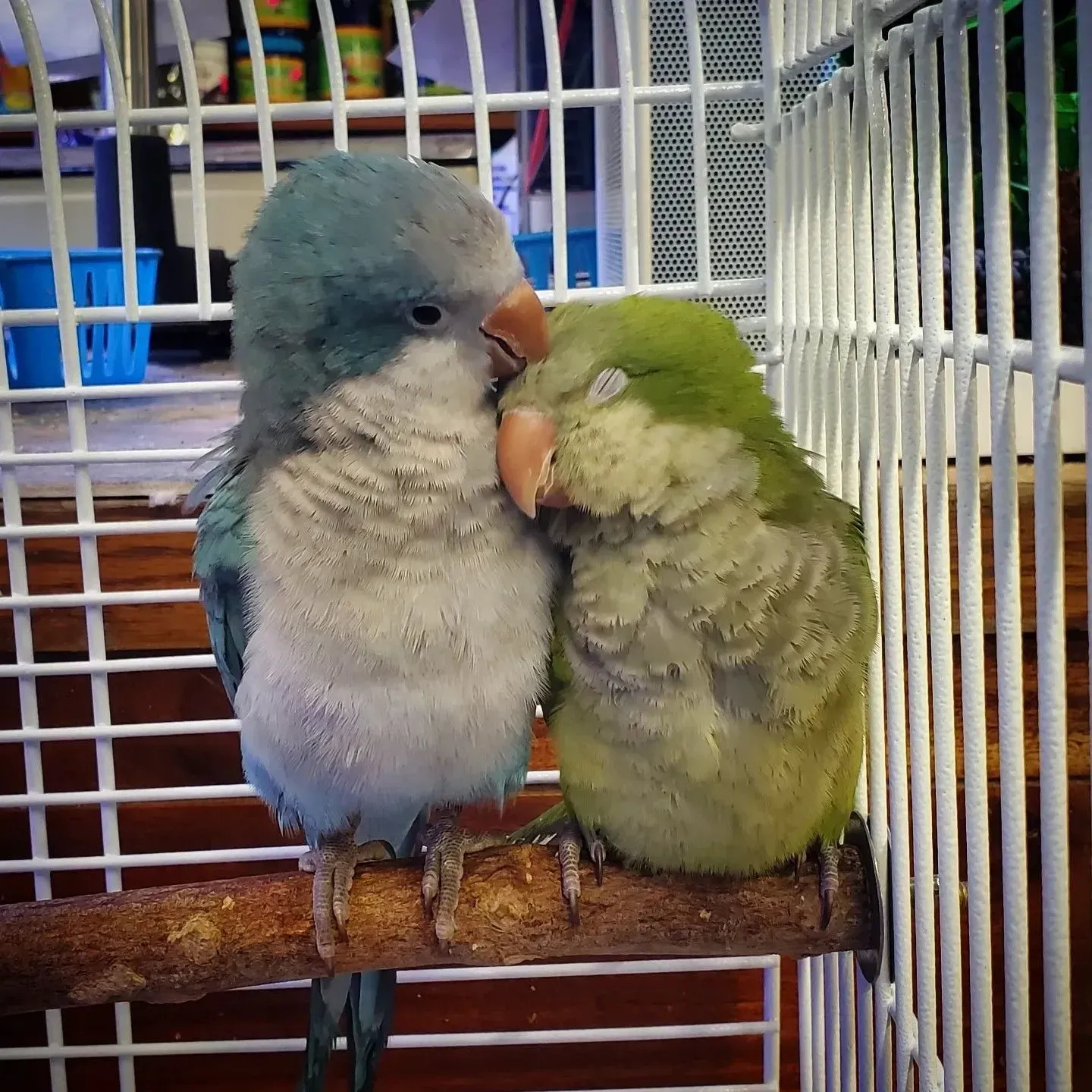 Two parrots snuggling on a perch inside a cage. One blue, one green, with closed eyes.