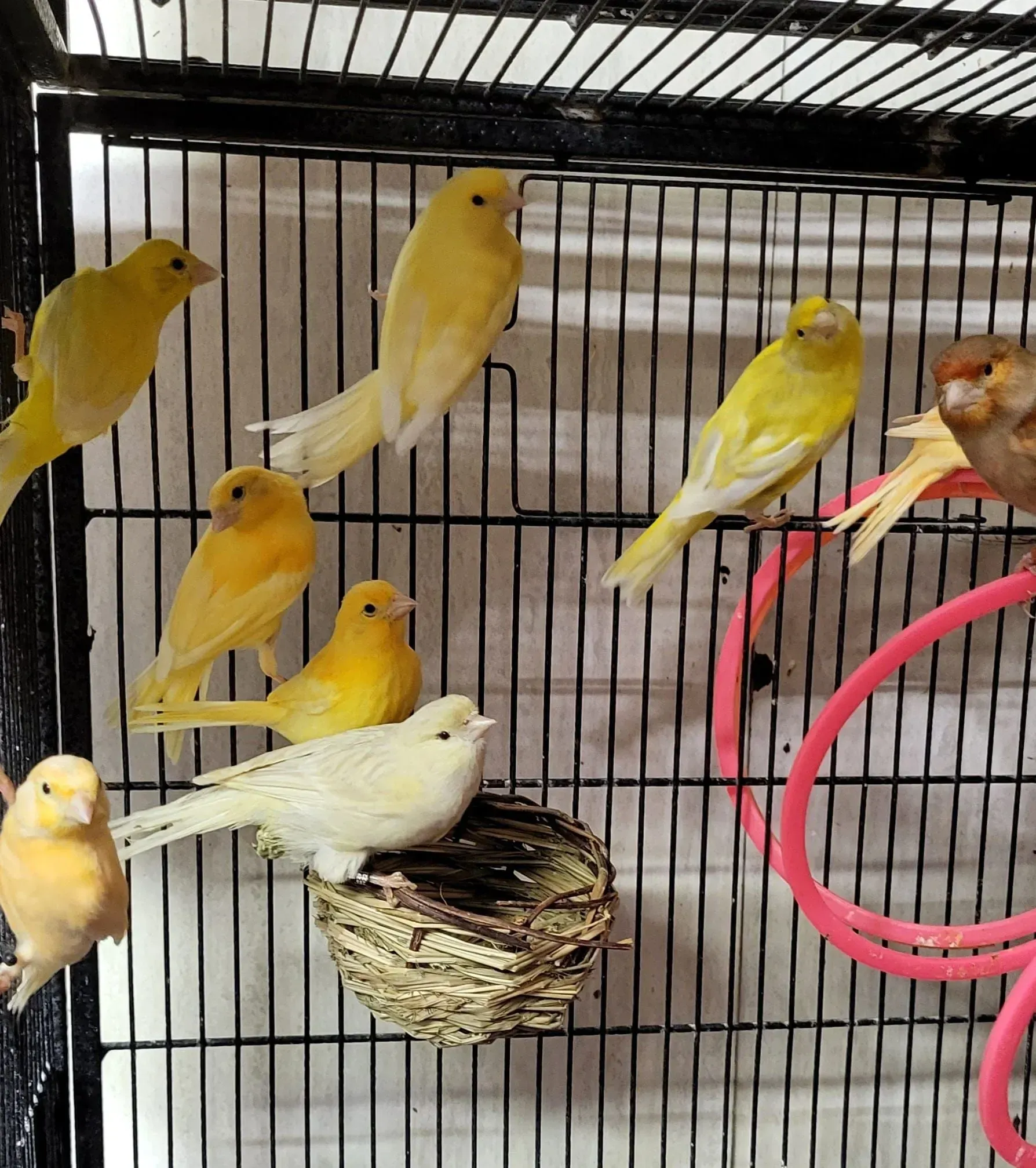 Canaries in a cage; mostly yellow, some near a nest.