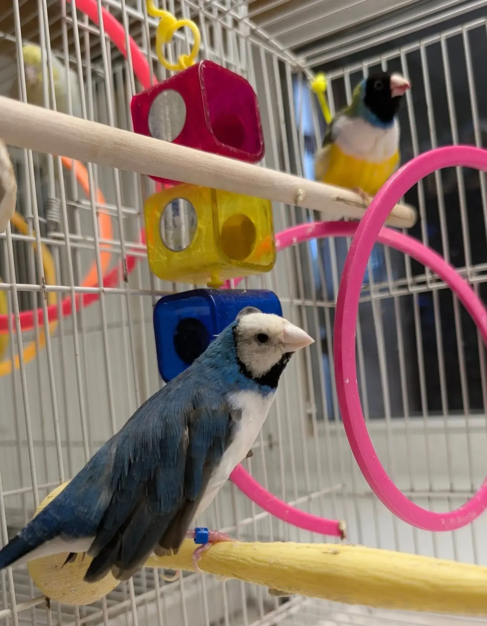 Two colorful finches perched in a cage with toys. One blue and white, the other yellow and green.