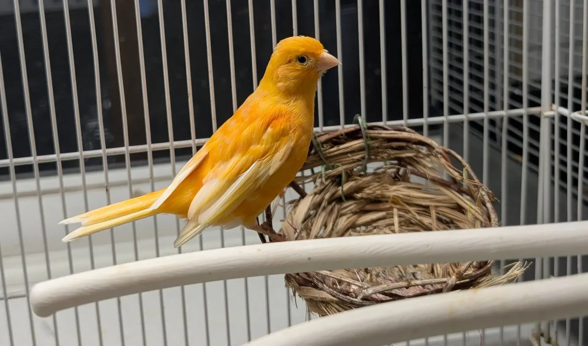 Yellow canary perched on a white bar in a cage, near a woven nest.