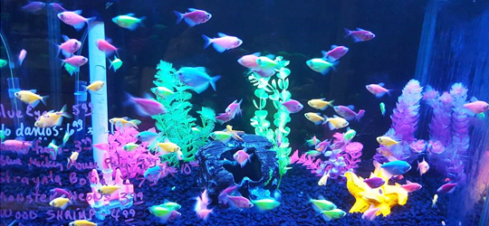 A colorful aquarium with glowing fish and neon plants in shades of pink, yellow, blue and green.
