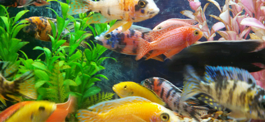 Colorful cichlid fish swimming in a fish tank with green and pink plants.