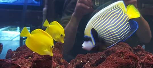Three yellow tang fish and a regal angelfish swim in a fish tank with red coral.