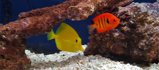 Two fish swim in a saltwater aquarium; one yellow, one orange with black stripes. Coral and sand are in view.