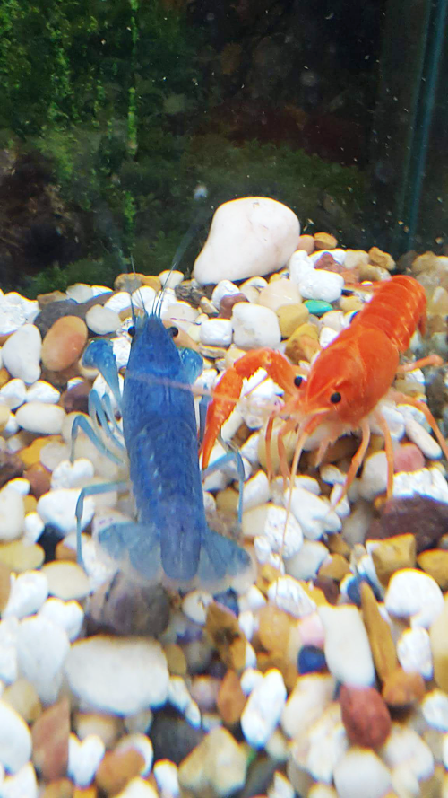 Blue and red crayfish in an aquarium with white and brown pebbles.