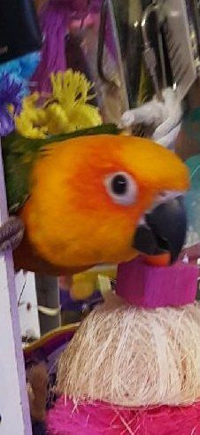 Sun conure parrot with orange, yellow, and green feathers, perched on a bird toy.