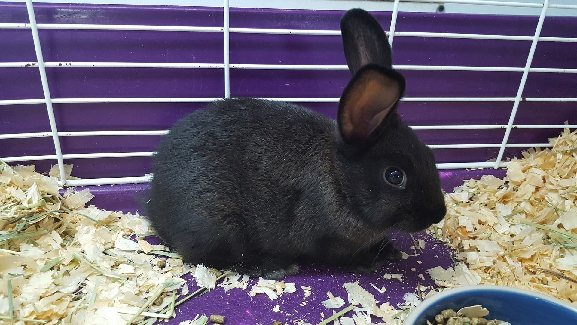 Black rabbit in a purple-lined cage with wood shavings; one ear perked up.
