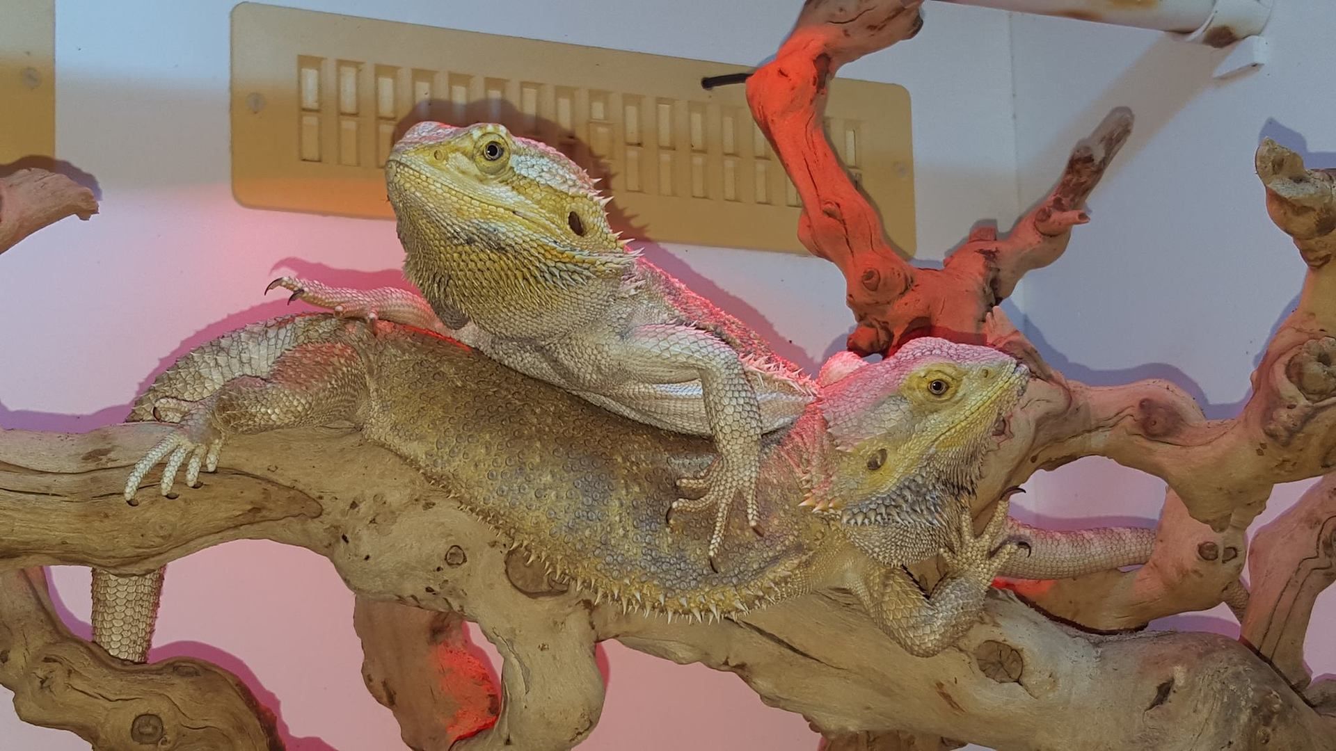Two bearded dragons on a branch in a terrarium under a red heat lamp.