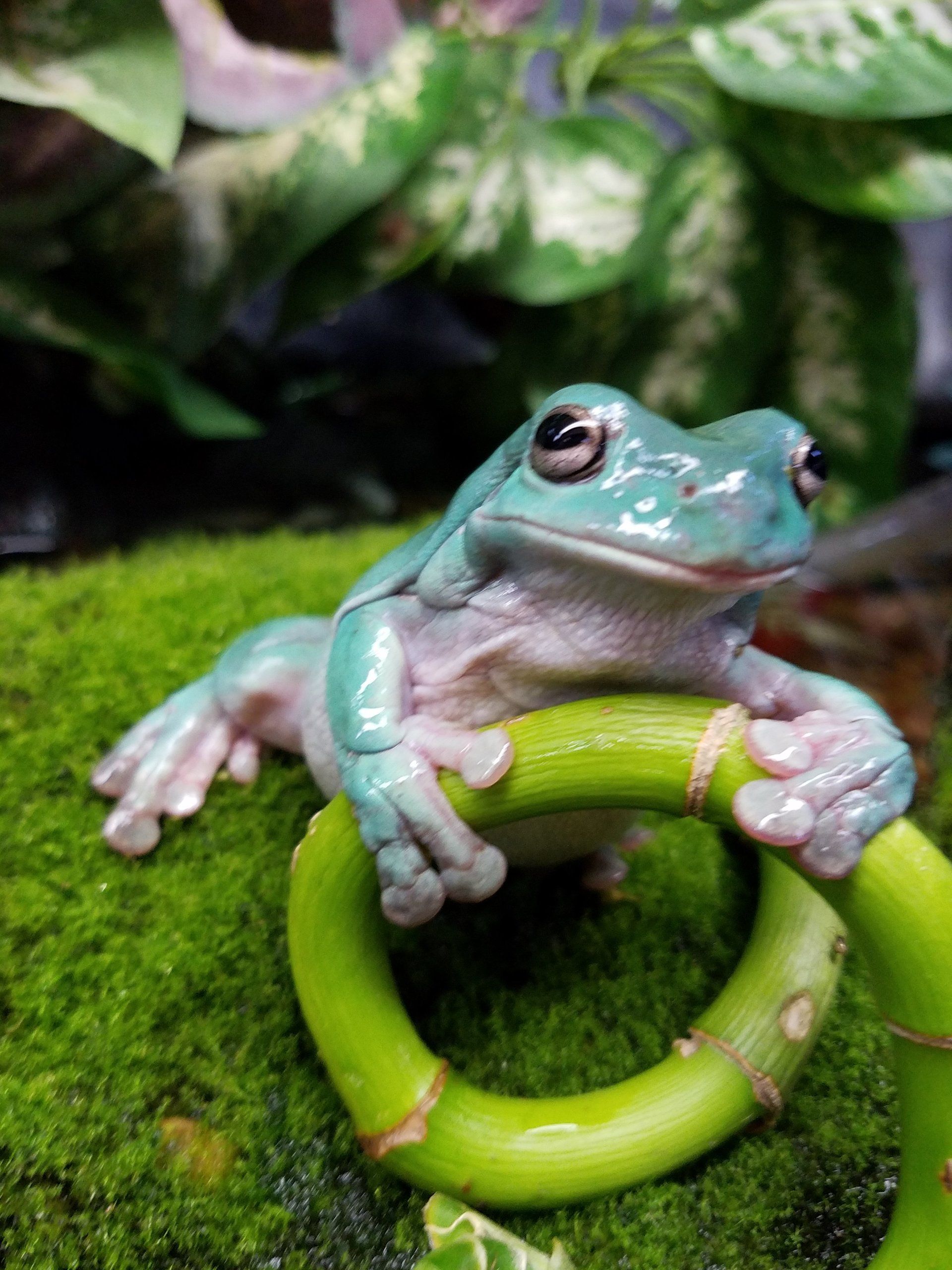 Blue frog perched on green bamboo ring, mossy backdrop.