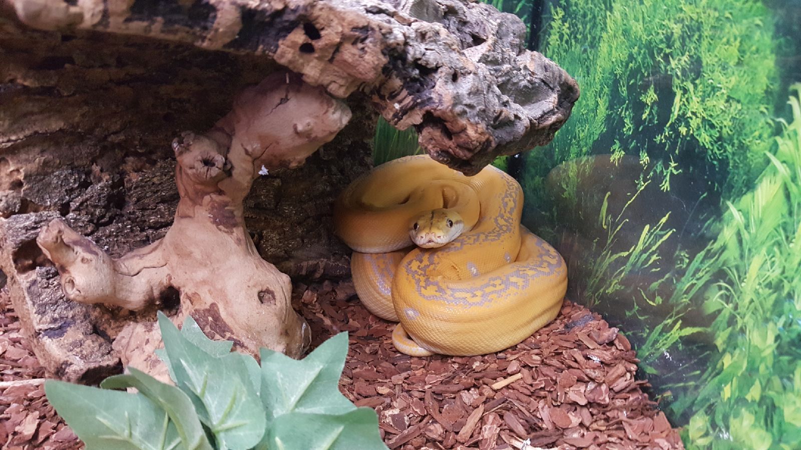 Yellow snake coiled on brown substrate in a terrarium, partially under a piece of wood.