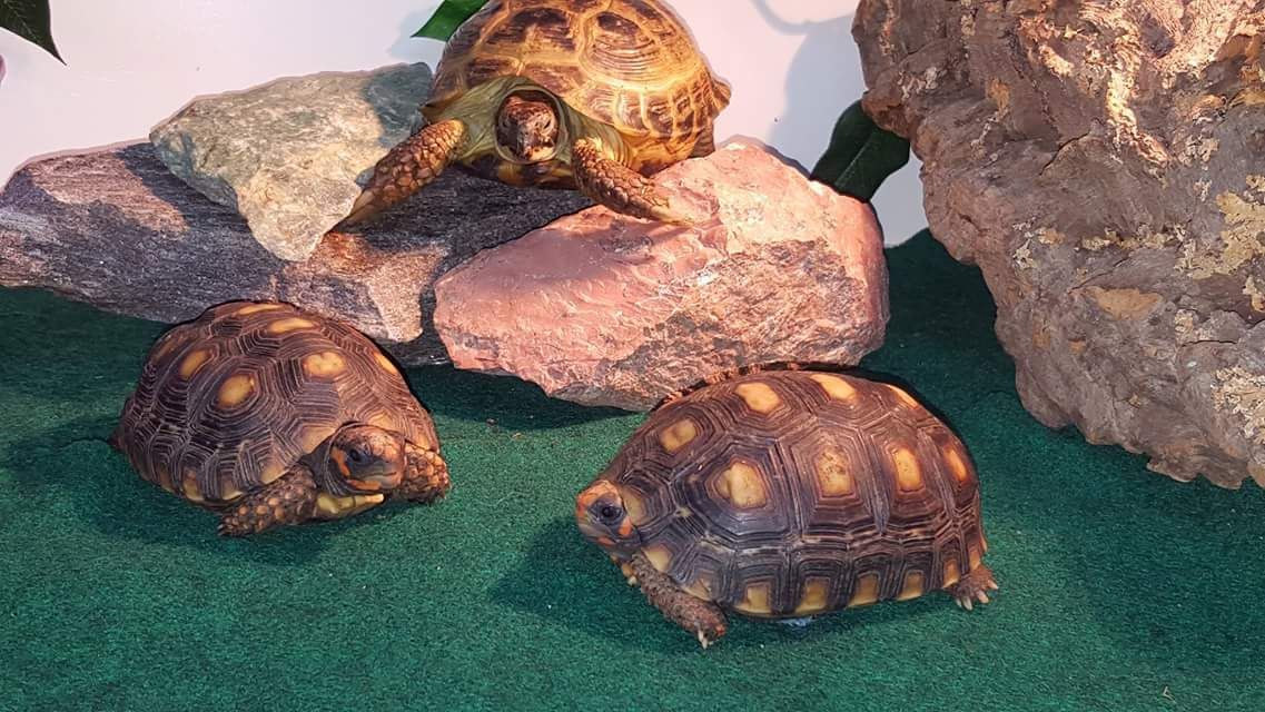 Three turtles of varying sizes on a green surface with rocks. One turtle is atop the rocks.