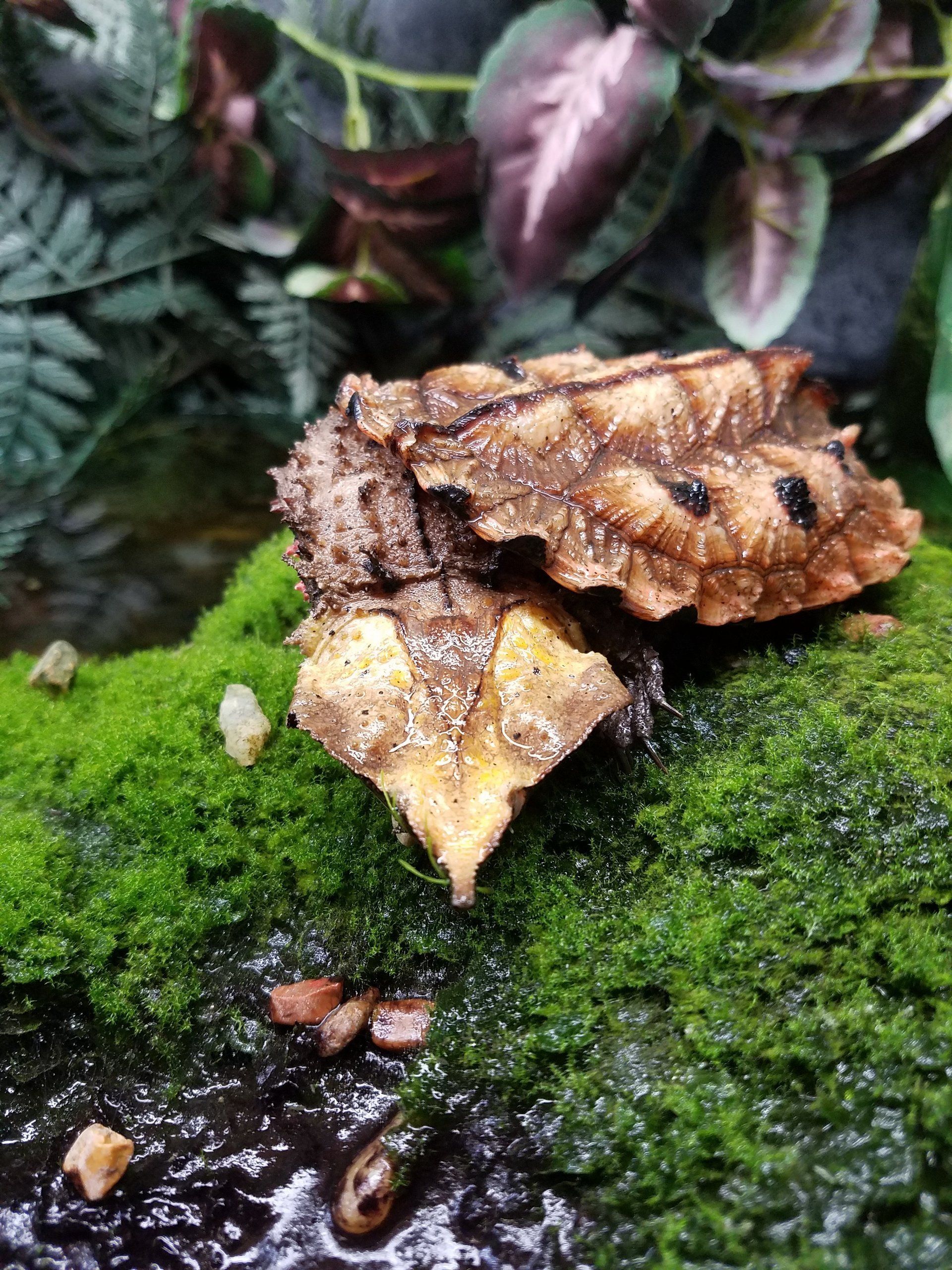 Alligator snapping turtle on green moss, partially submerged in water. Brown, camouflaged shell, yellow mouth.