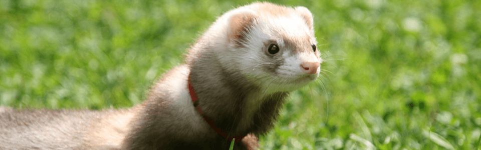 A ferret with cream and brown fur wearing a red collar, stands in green grass, looking to the right.