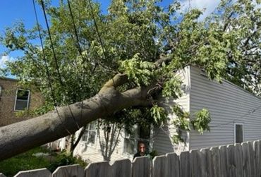 Tree Removal