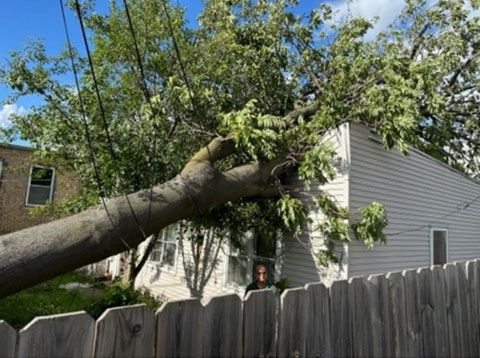A tree has fallen on the side of a house