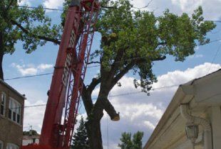 A red crane is cutting a tree in front of a house.