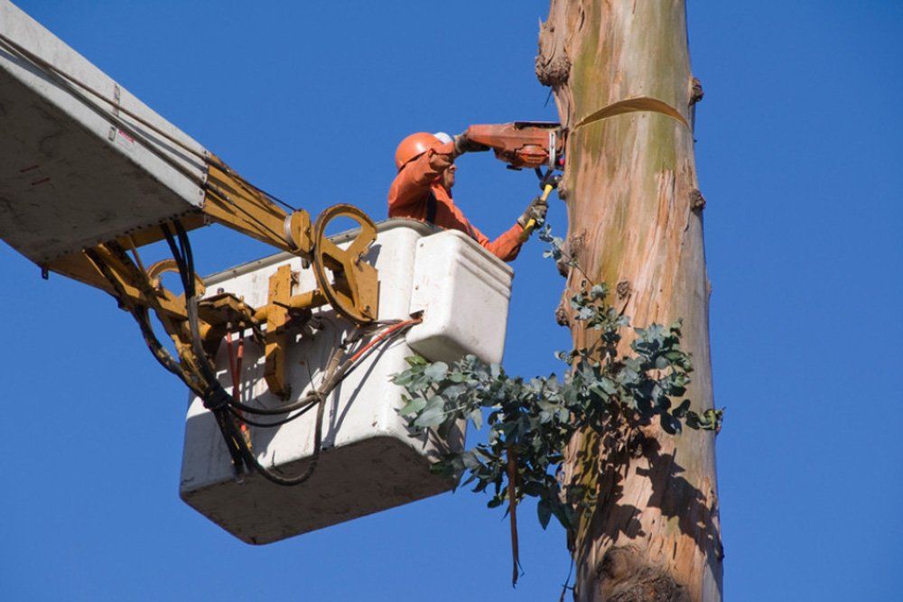 Tree Removal
