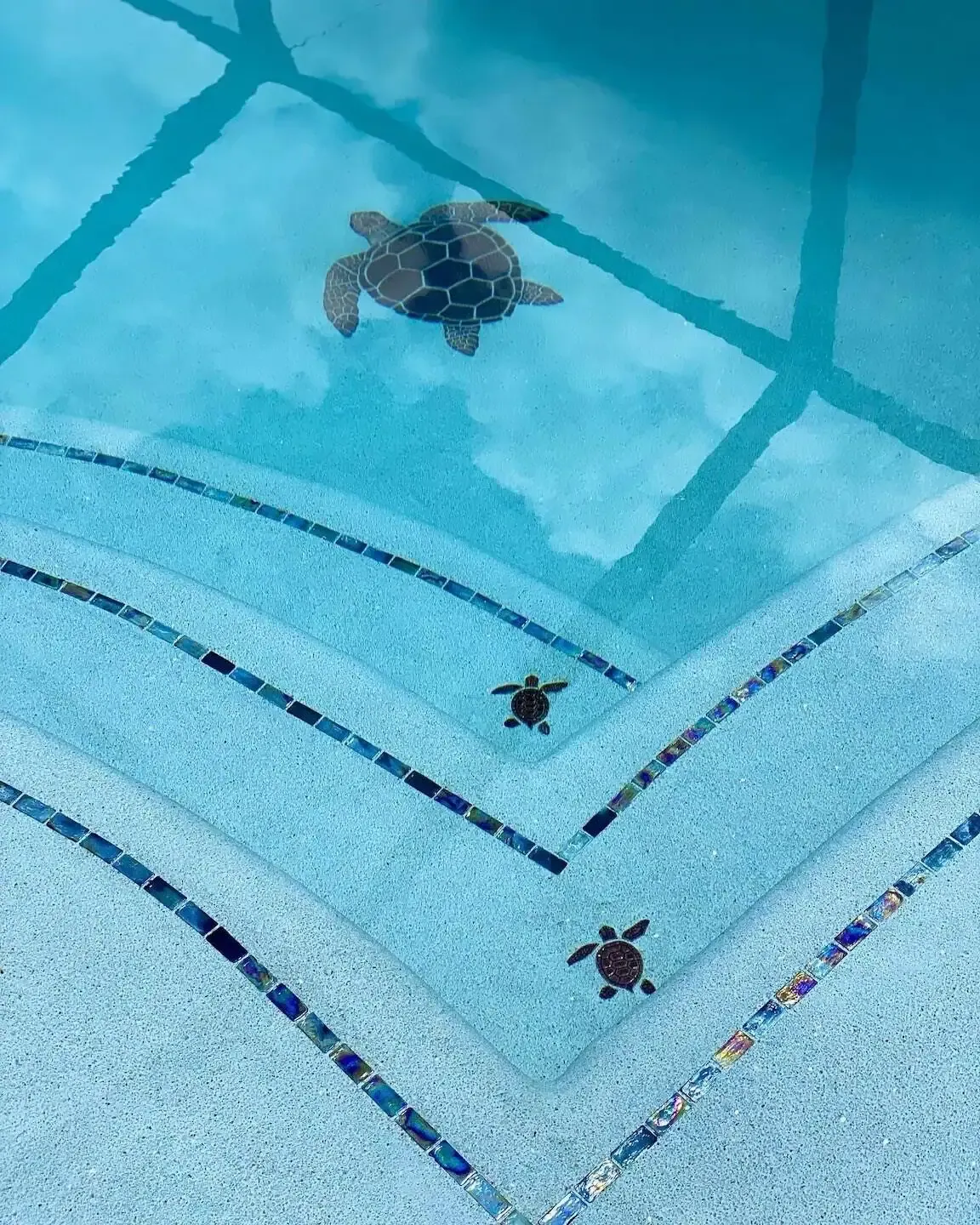 Two sea turtles swimming in a clear blue tiled pool, seen from above.