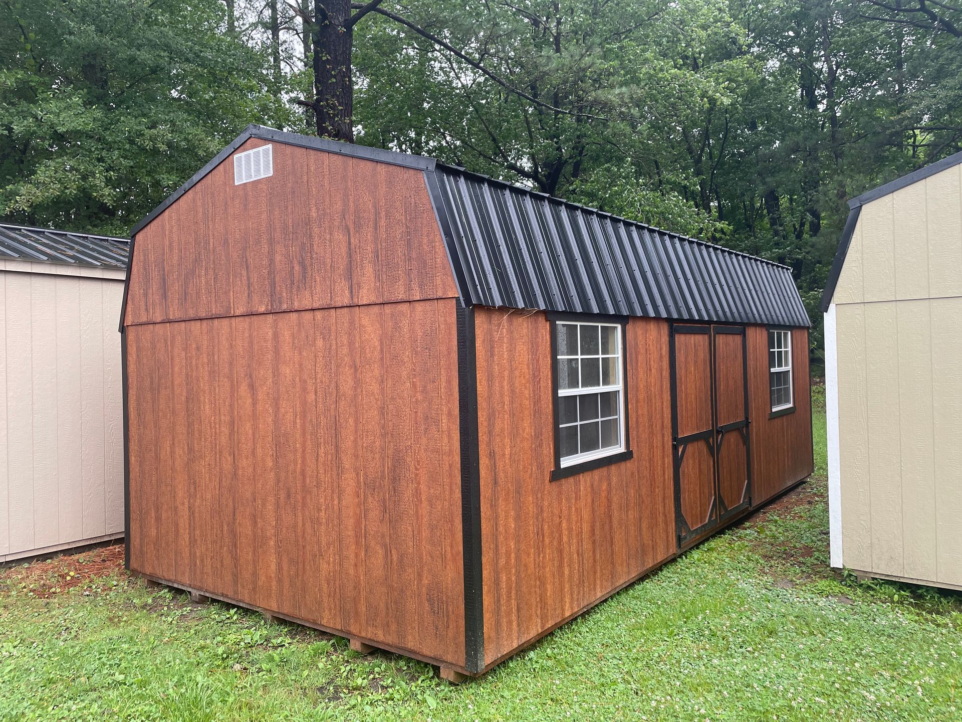 A wooden storage shed with a gambrel roof and dark trim, positioned outdoors on a grassy lot between two other sheds.