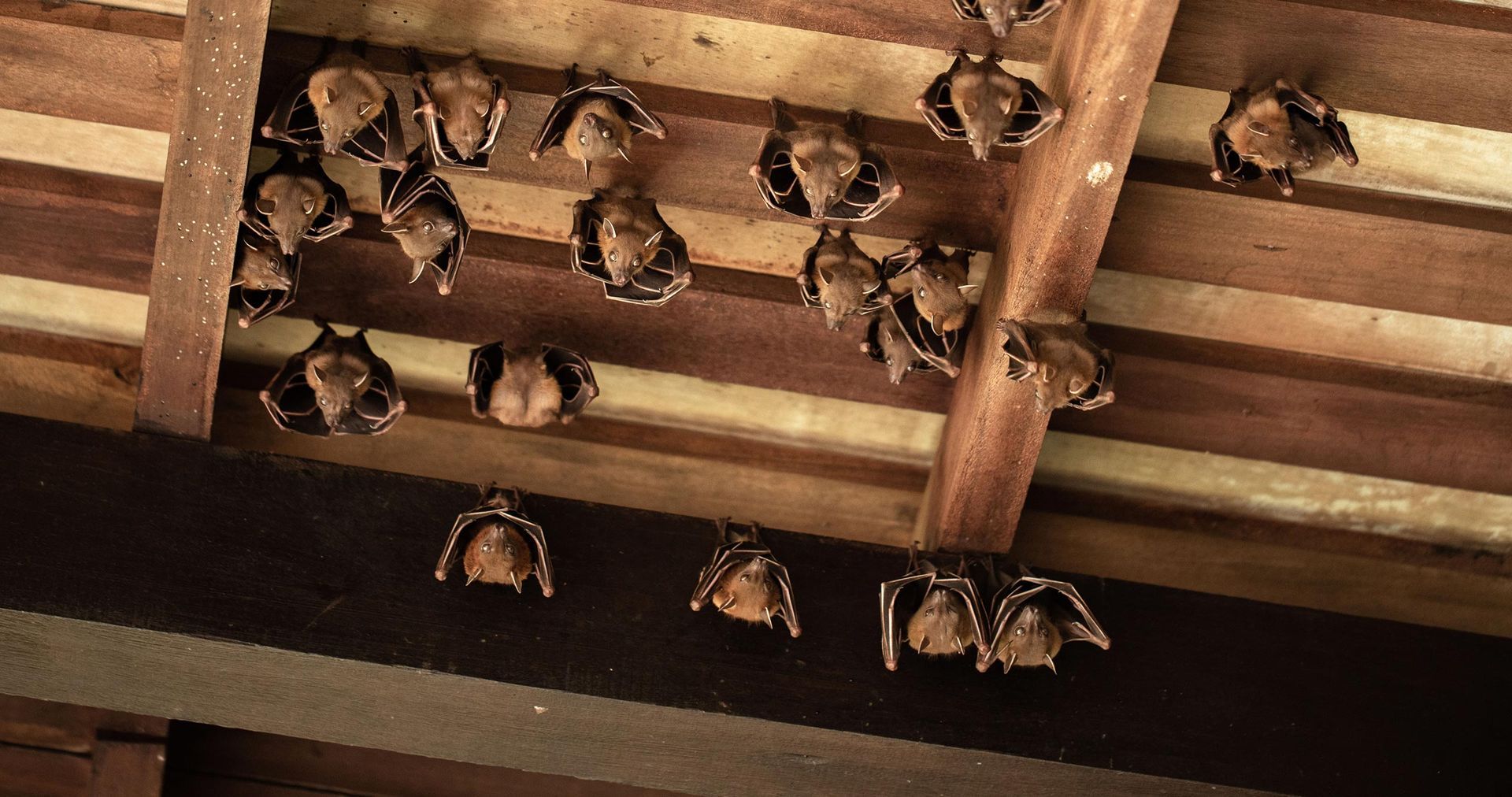 Group of bats