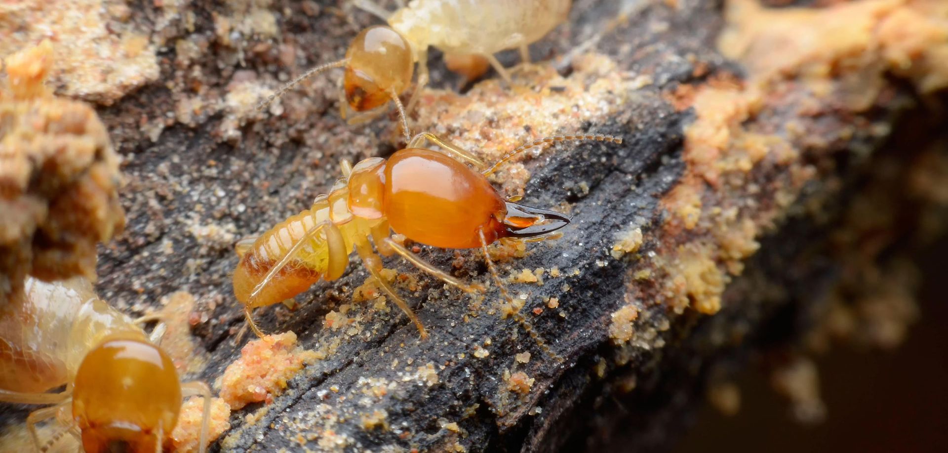 Termites