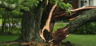 Damaged tree removal