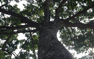 Tree  Cropped