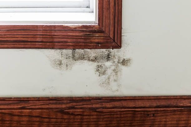 A wall with mold growing on it next to a window.