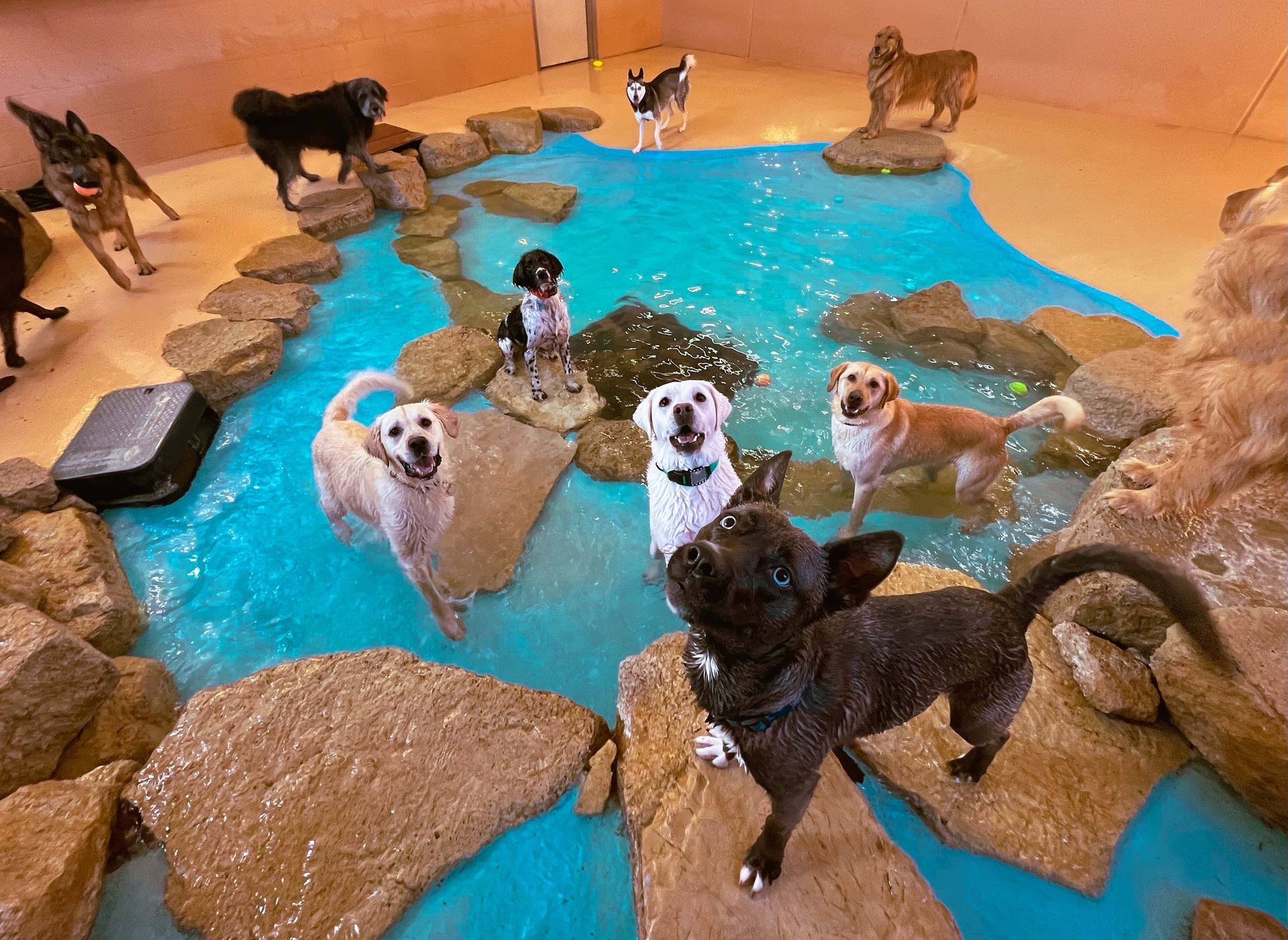 CageFree Dog Daycare Burnsville, MN
