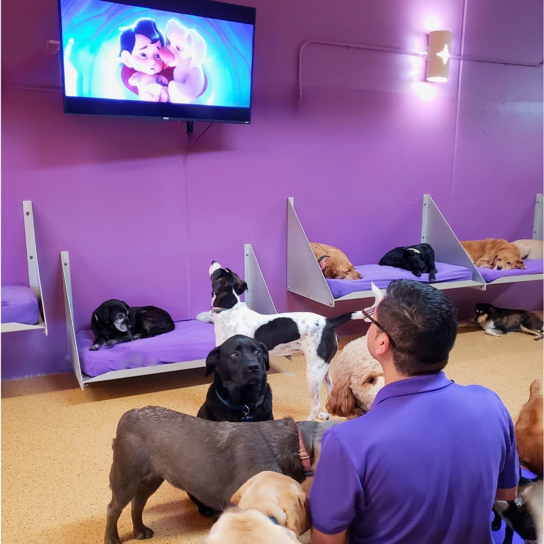 NoCage Dog Boarding Burnsville, MN