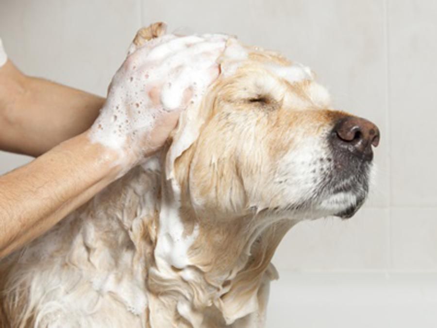 Dog grooming
