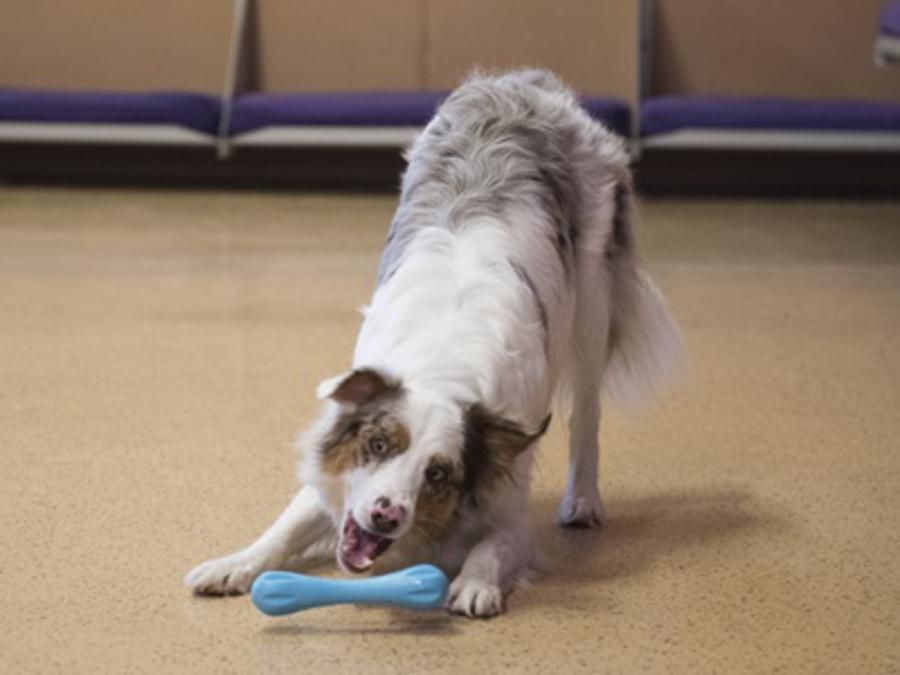 Dog playing with toy