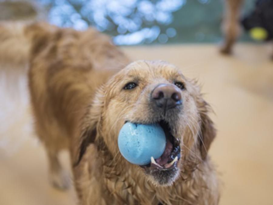 Dog with ball