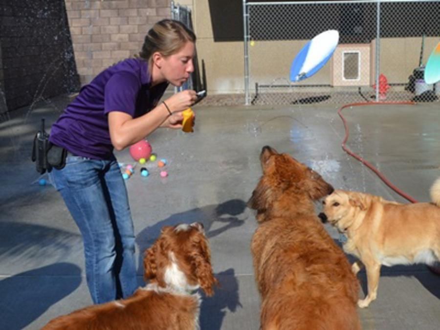 Dogs playing with bubbles