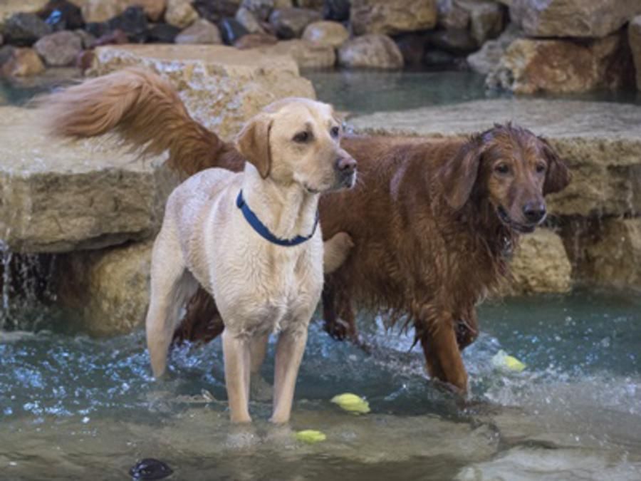 Dogs in pool