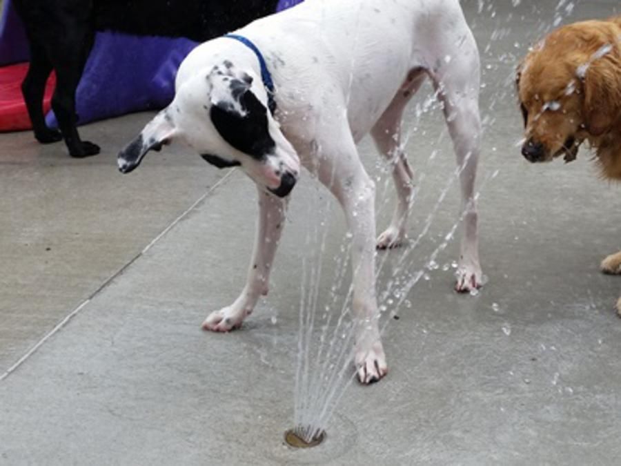 Dog playing with water