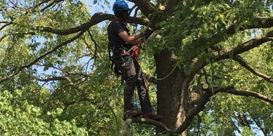 Tree climber pruning a tree
