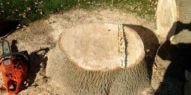 Tree stump
