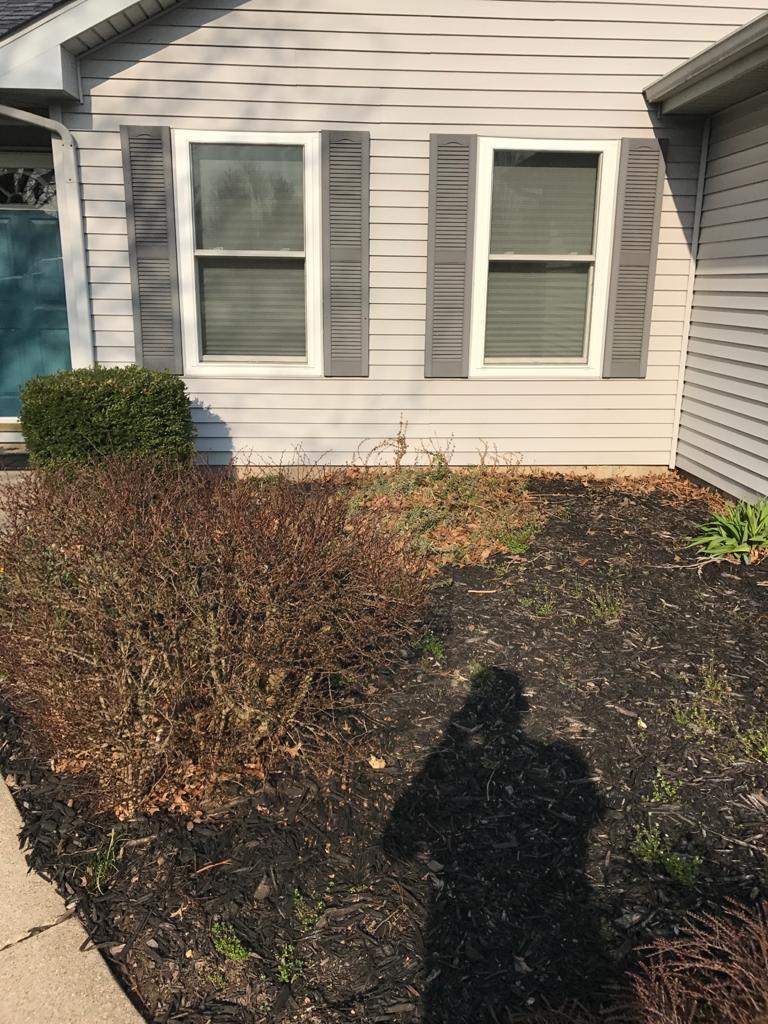 Mulch installation before