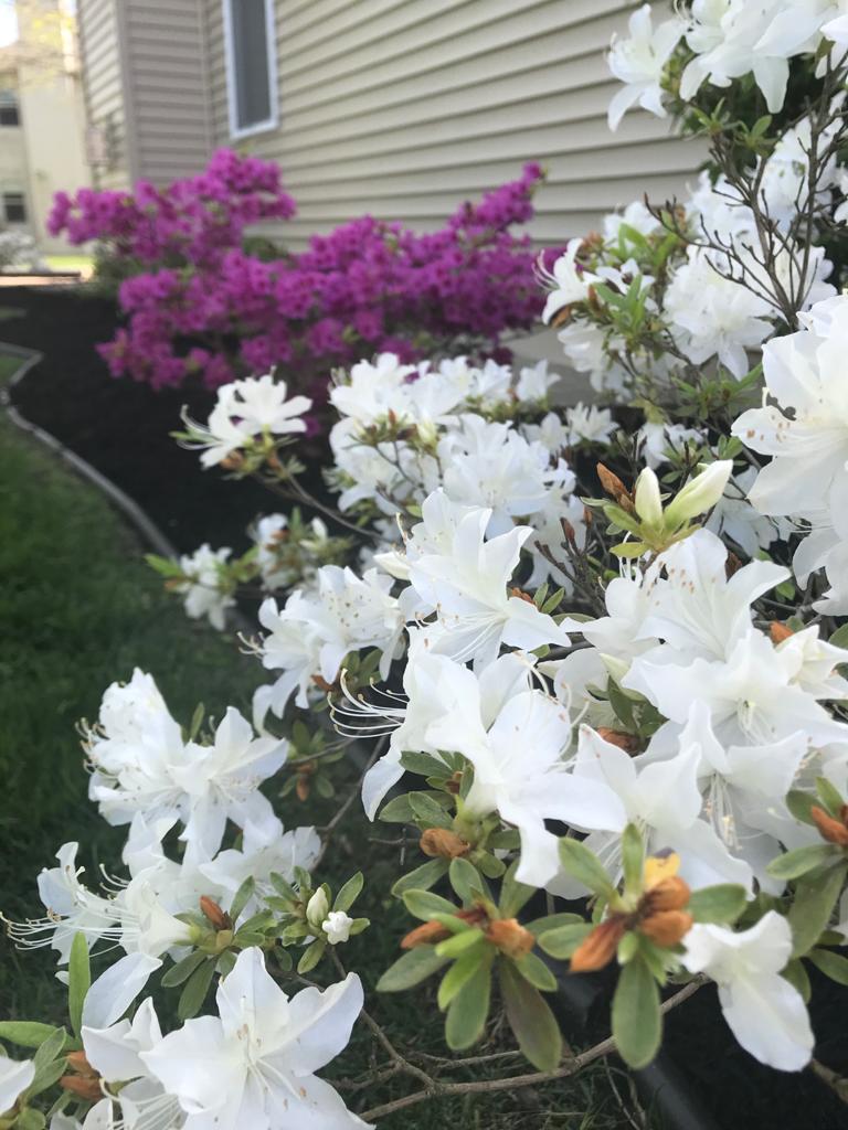 Plants and flowers installation