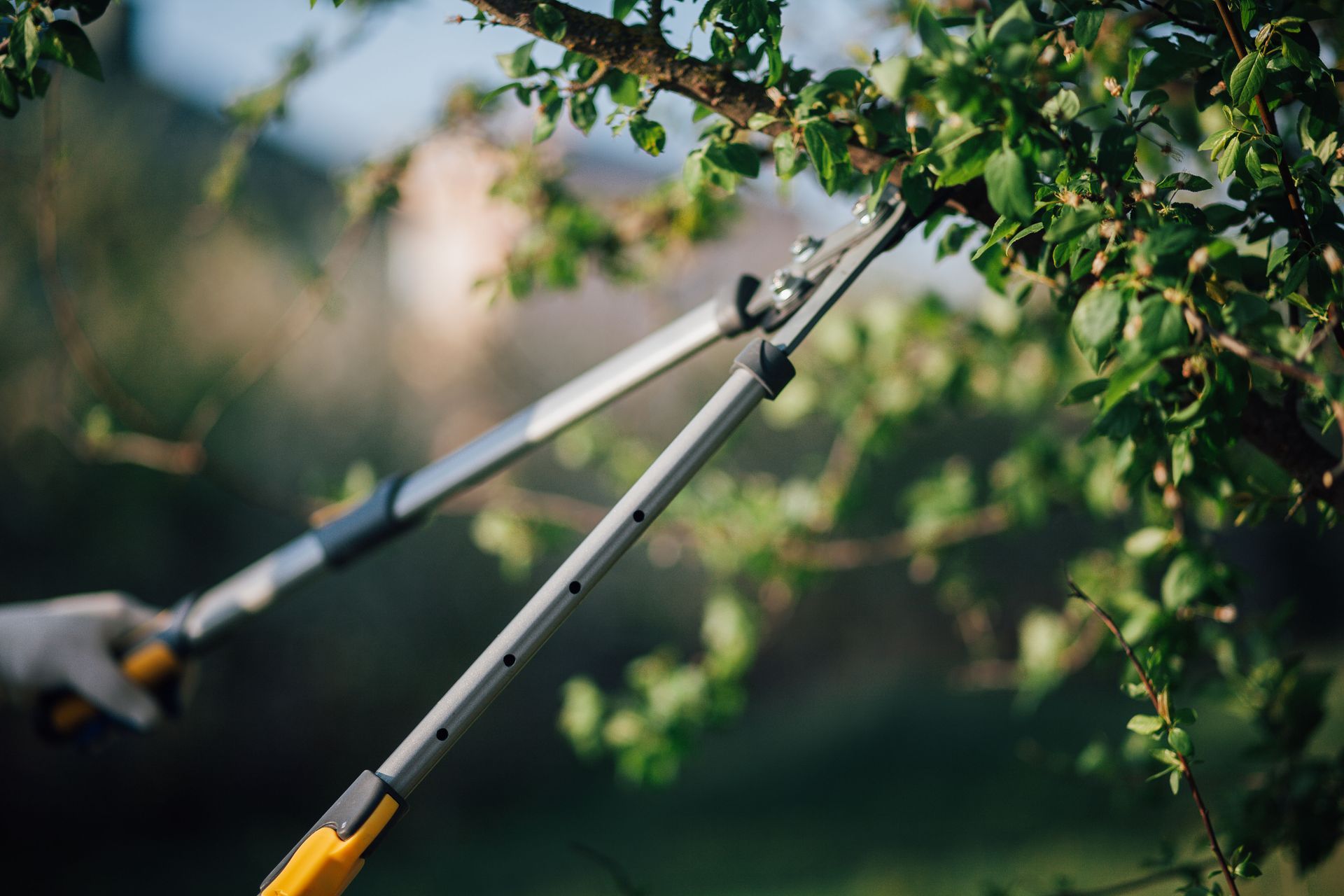 tree trimming contractors