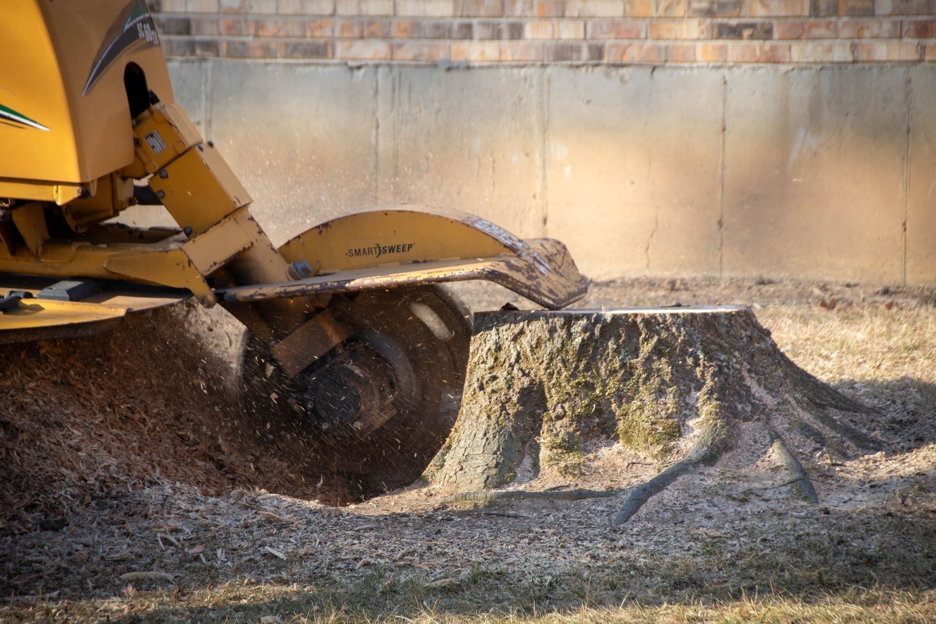 A yellow stump grinder grinding a tree stump into wood chips.