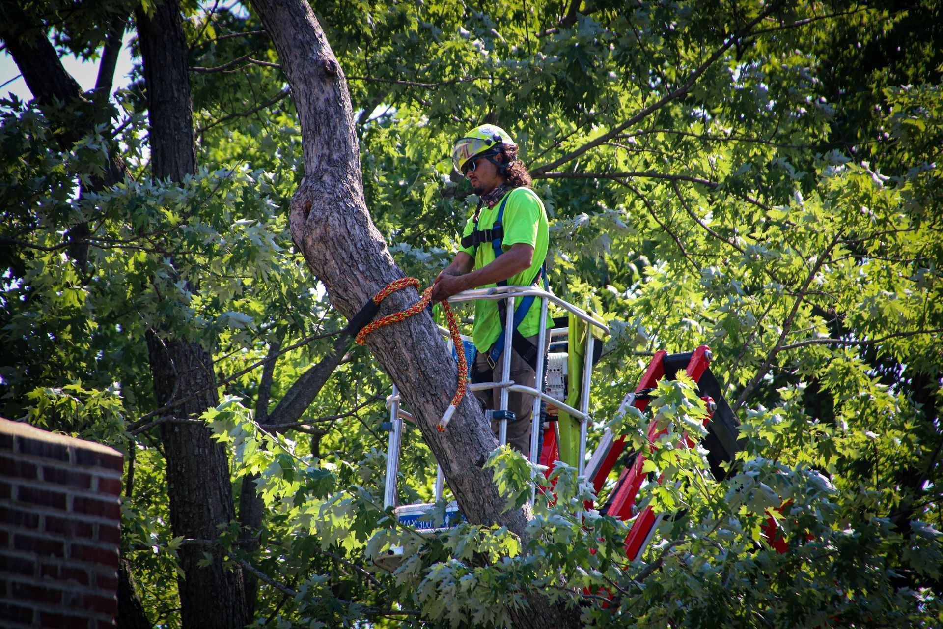 Arborist in a lift trimming a tree, wearing a helmet and safety gear.