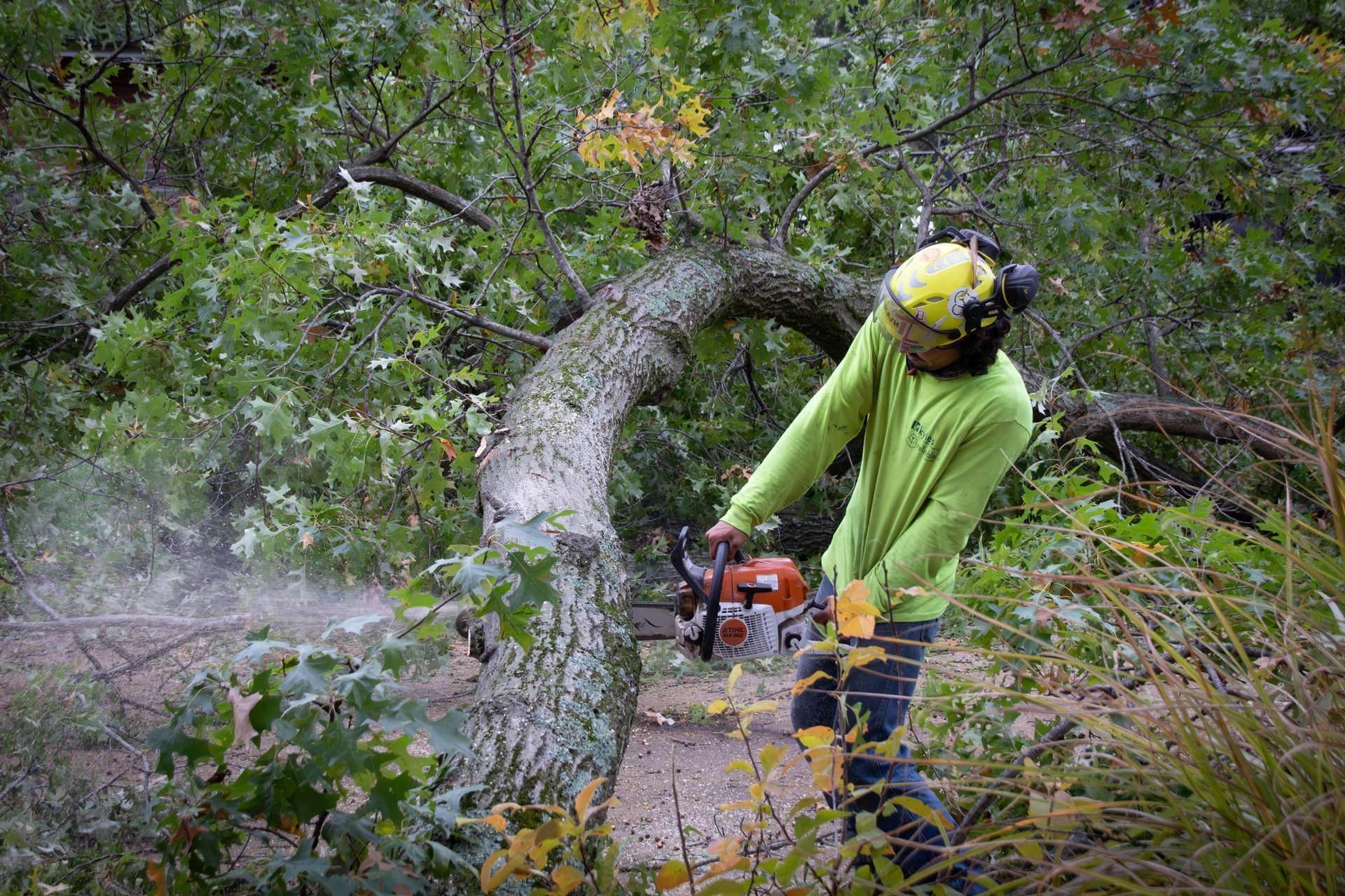 Arborist in green shirt and hard hat uses a chainsaw to cut a curved tree branch.