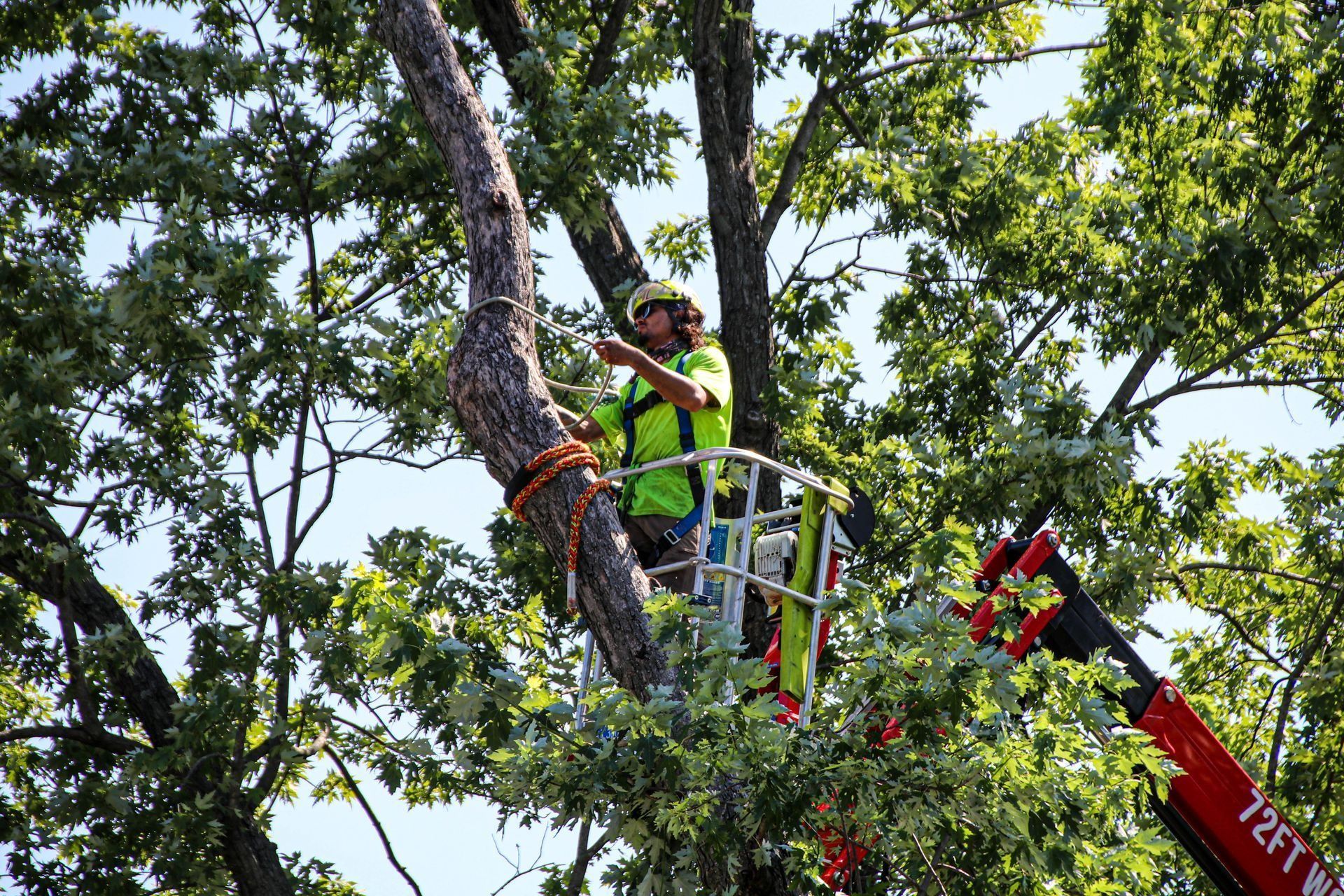 Arborist in bucket lift trimming a large tree with safety gear.