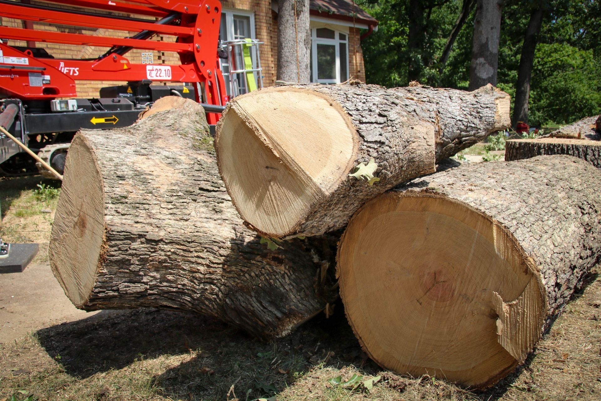 Logs of freshly cut trees lying on the ground next to a red lift.